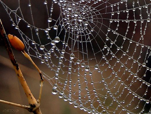 http://aiguebrun.adjaya.info/public/image/art-nature/toile-araignee-perles-rosee_5600.jpg