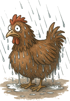 poule mouillée